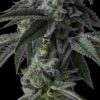 Stuffed Cherry Gelato (Clone)