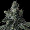 Stuffed Cherry Gelato (Clone)
