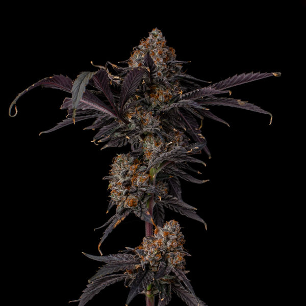 Gelato 41 (clone)
