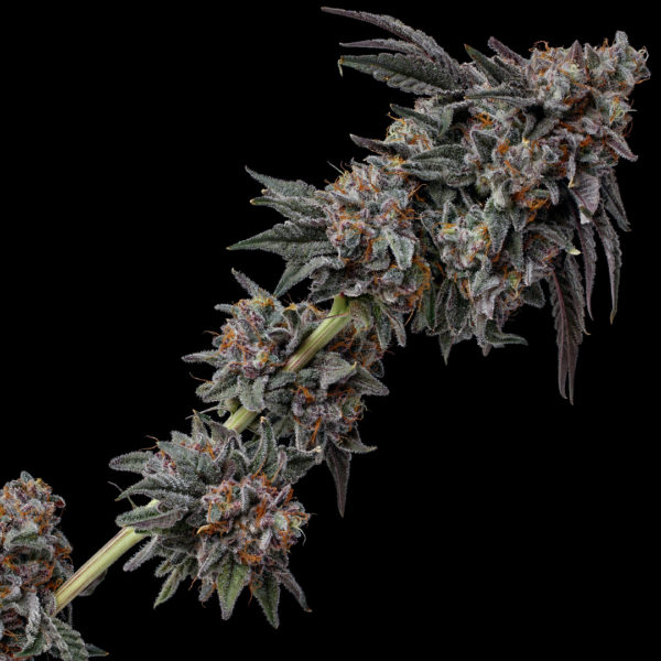 Lemon Cherry Pie (Slips)