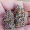 Trop Cherry (Relentless Genetics Cut