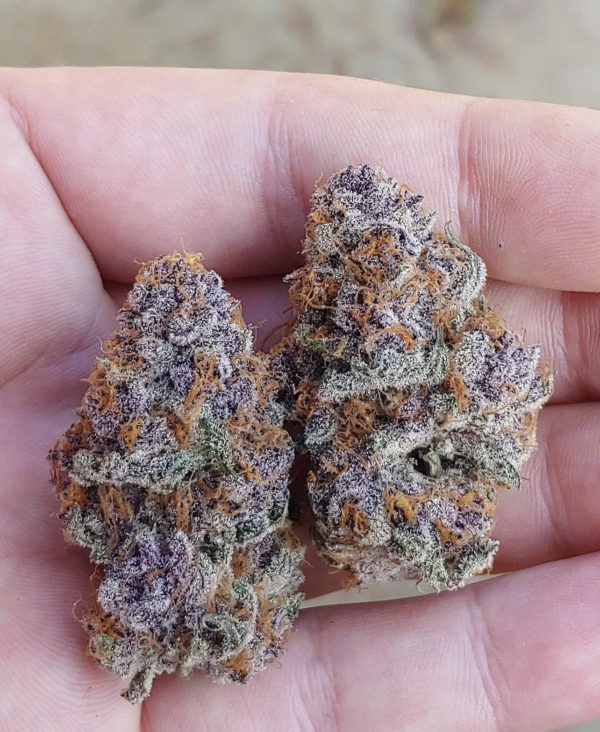 Trop Cherry (Relentless Genetics Cut