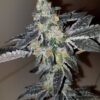 Sunset Sherbert (Slips)