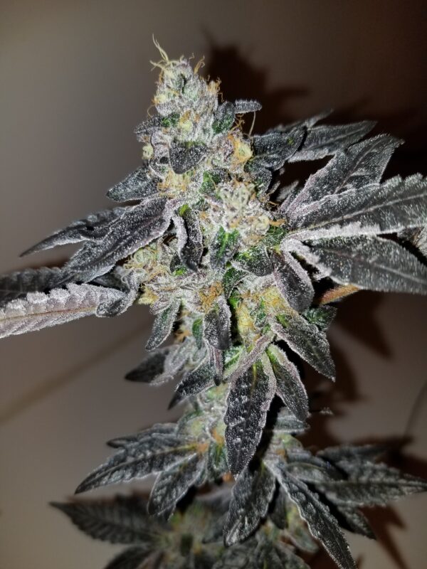 Sunset Sherbert (Slips)