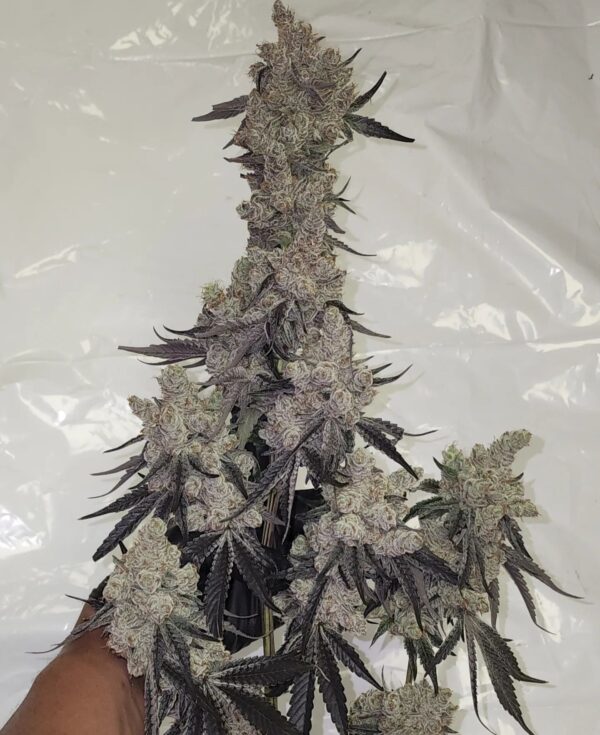 Dantes Inferno (Clone)